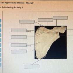 Review sheet exercise 10 the appendicular skeleton