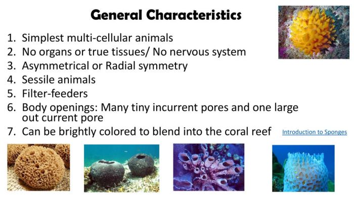 Classify each structural characteristic as belonging to porifera or cnidaria